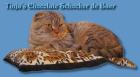 Scottish Fold und Highland Fold Babys abzugeben